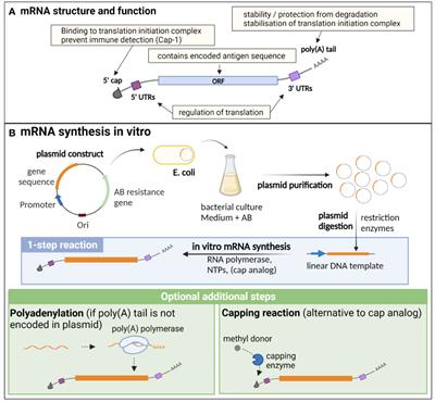 mRNA vaccines: a new opportunity for malaria, tuberculosis and HIV